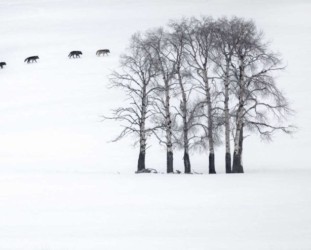 20 Outstanding Finalists for the 2025 BigPicture Natural World People’s Choice Award