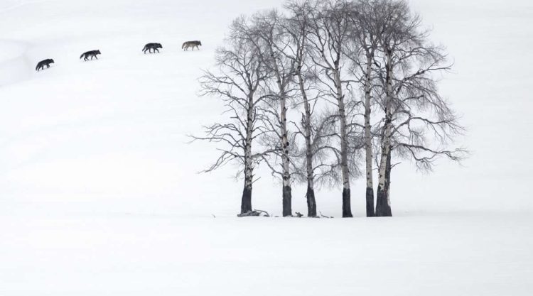 2025 BigPicture Natural World People Choice Award