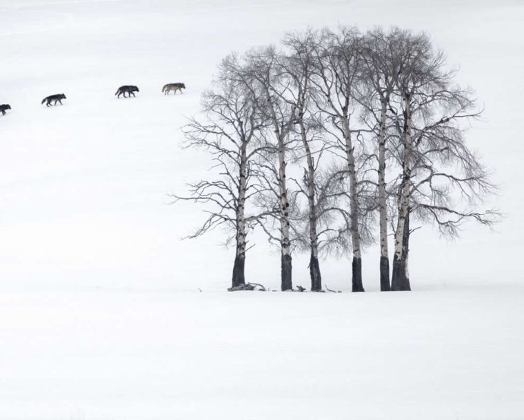 20 Outstanding Finalists for the 2025 BigPicture Natural World People’s Choice Award