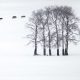 2025 BigPicture Natural World People Choice Award