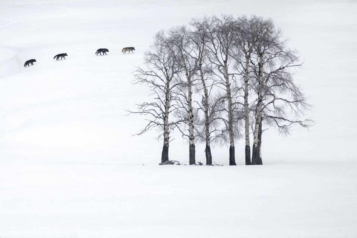 20 Outstanding Finalists for the 2025 BigPicture Natural World People’s Choice Award