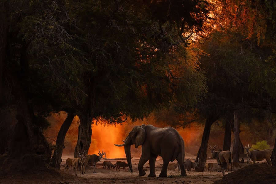 Wildlife-Winning Photos from the 2025 BigPicture Natural World Awards