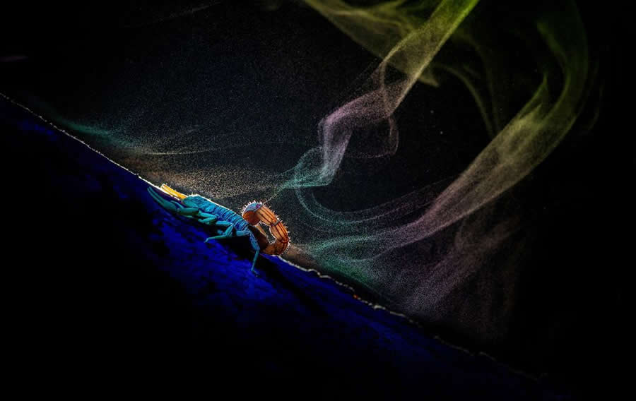 Wildlife-Winning Photos from the 2025 BigPicture Natural World Awards