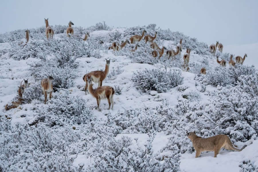 Wildlife-Winning Photos from the 2025 BigPicture Natural World Awards