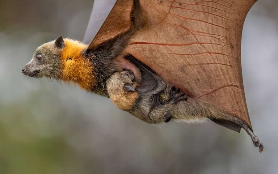 Wildlife-Winning Photos from the 2025 BigPicture Natural World Awards