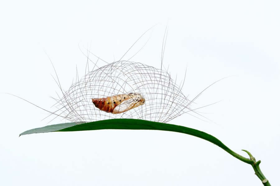 Wildlife-Winning Photos from the 2025 BigPicture Natural World Awards