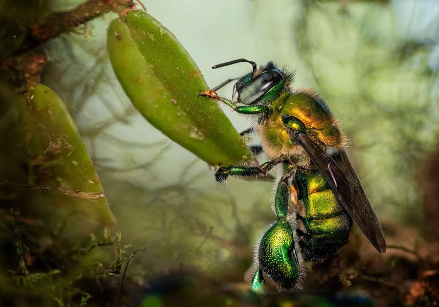 Wildlife-Winning Photos from the 2025 BigPicture Natural World Awards