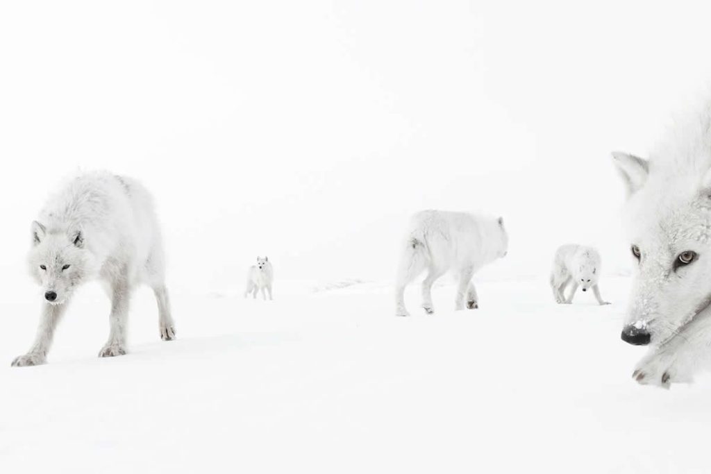 Wildlife-Winning Photos from the 2025 BigPicture Natural World Awards