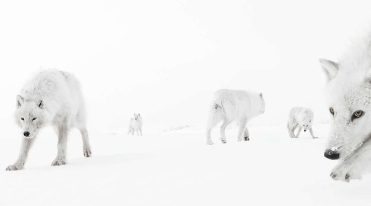 Wildlife-Winning Photos from the 2025 BigPicture Natural World Awards