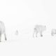 Wildlife-Winning Photos from the 2025 BigPicture Natural World Awards