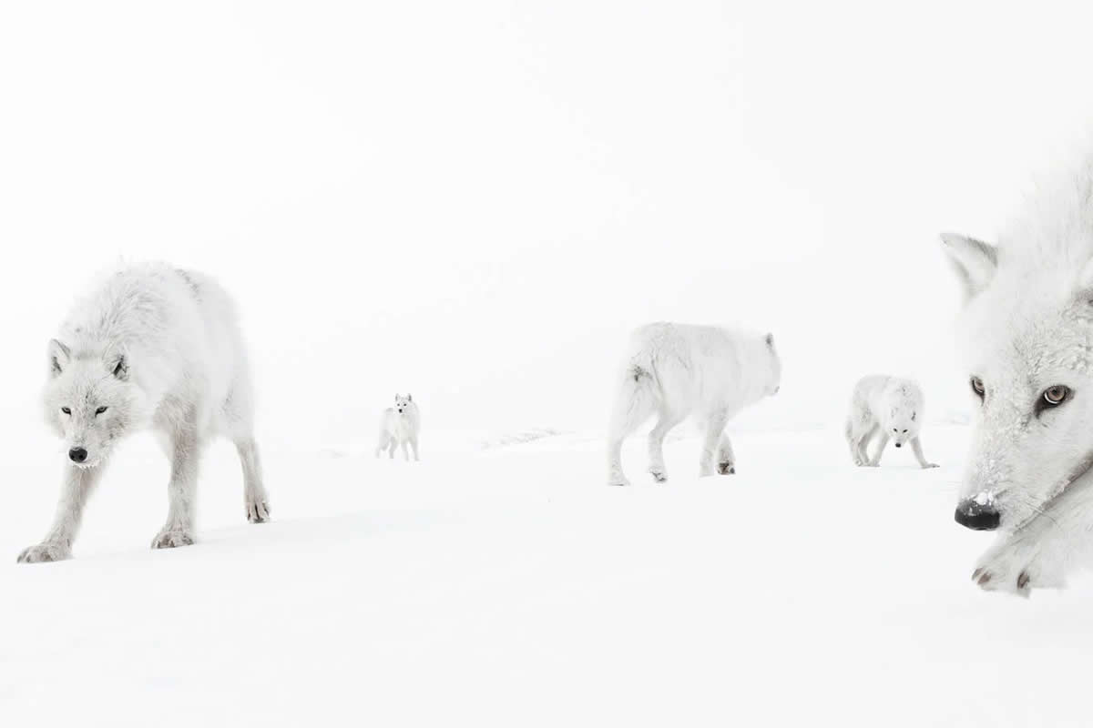 14 Outstanding Wildlife-Winning Photos from the 2025 BigPicture Natural World Awards