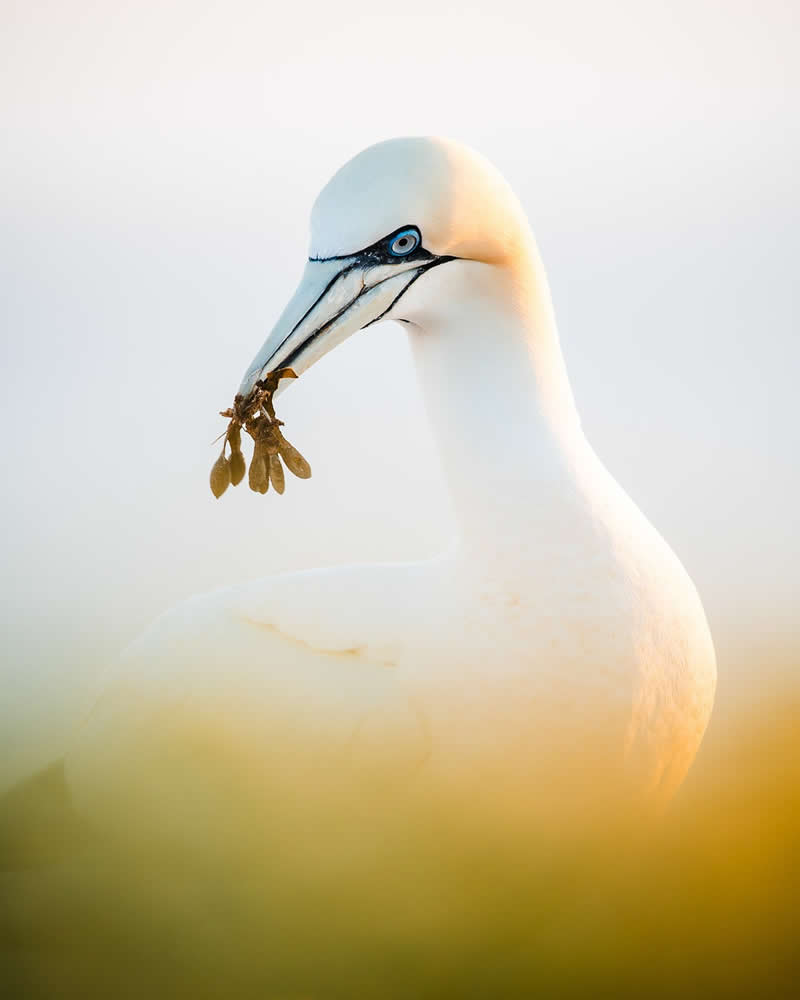 Bird Photography by Anskar Lenzen