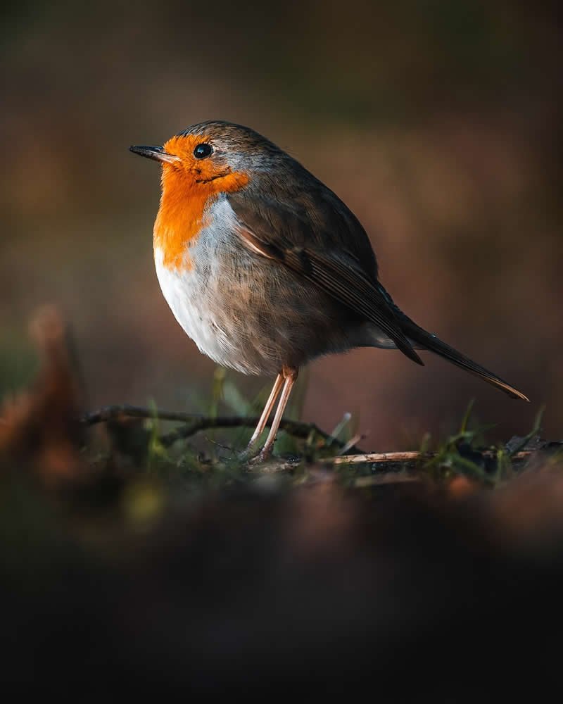 Bird Photography by Anskar Lenzen