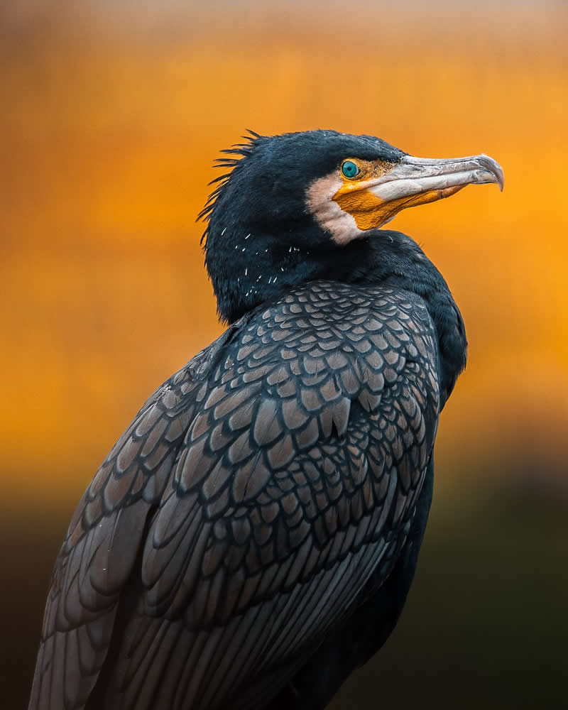 Magnificent Bird Photos That Highlight the Grace of the Natural World