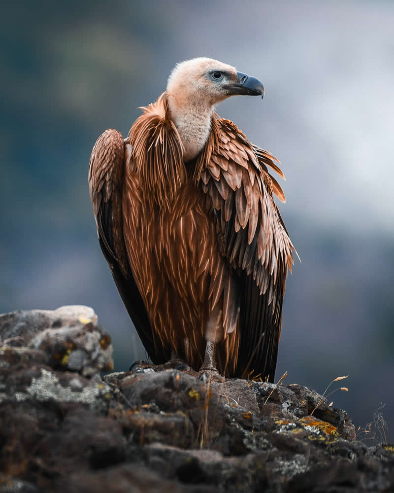 Magnificent Bird Photos That Highlight the Grace of the Natural World