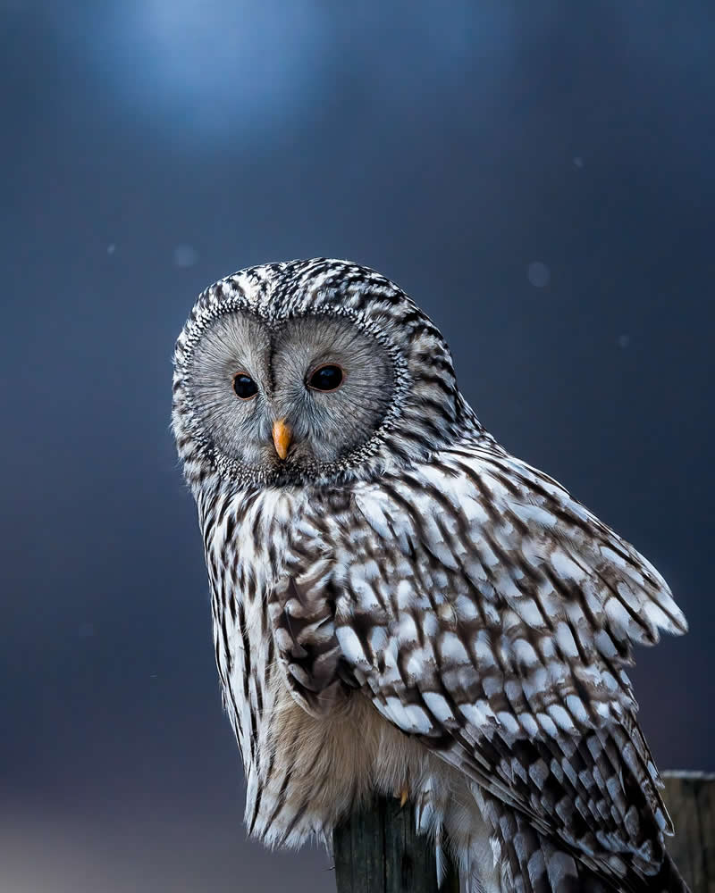 Bird Photography by Anskar Lenzen