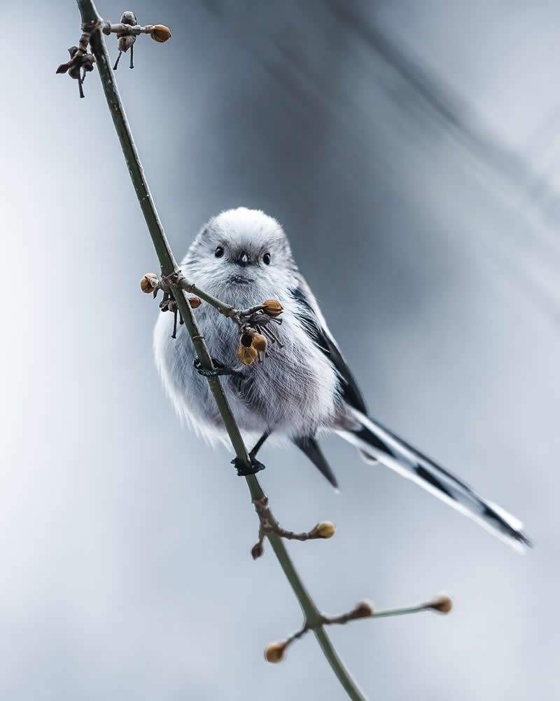Bird Photography by Anskar Lenzen