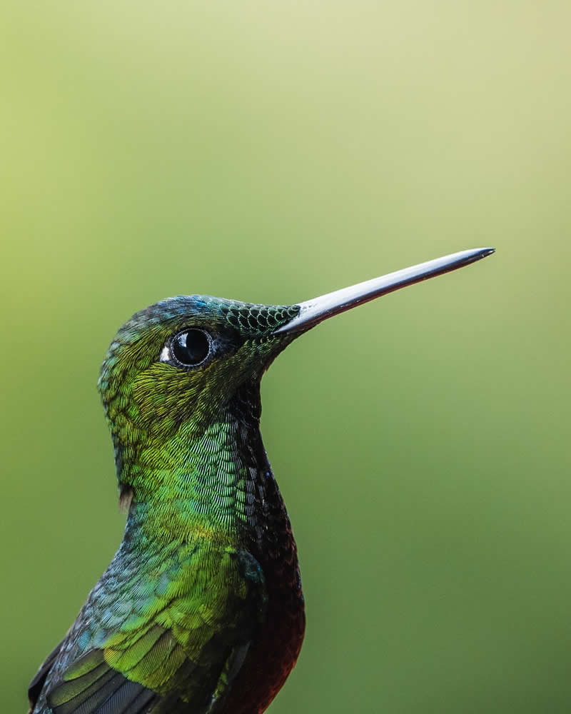 Bird Photography by Anskar Lenzen