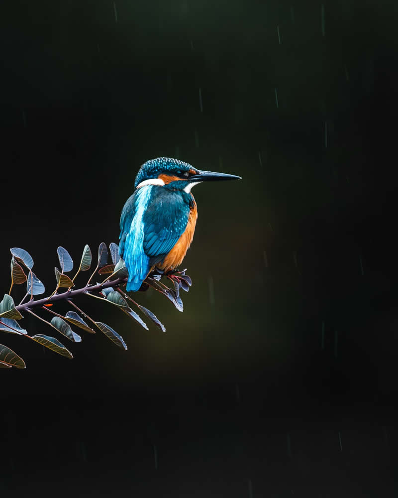 Bird Photography by Anskar Lenzen