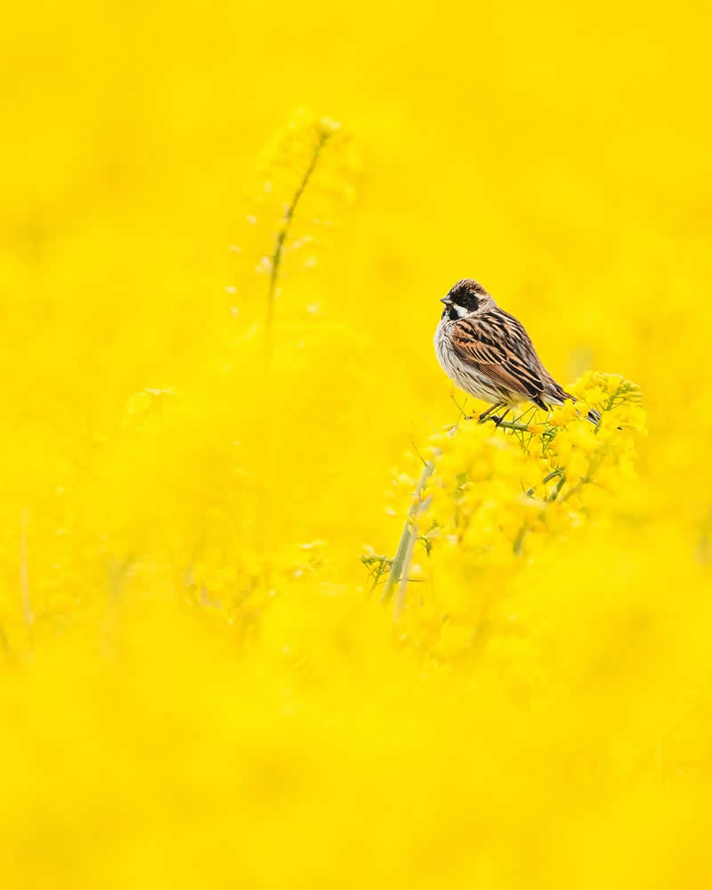 Bird Photography by Anskar Lenzen