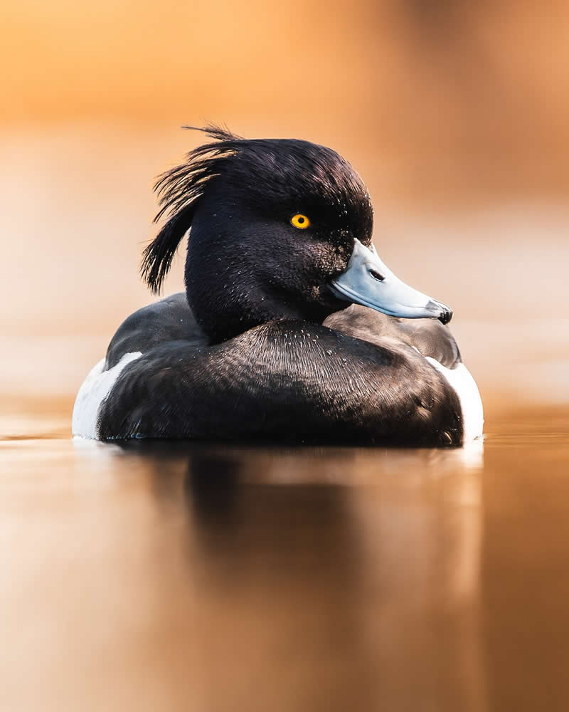 Bird Photography by Anskar Lenzen
