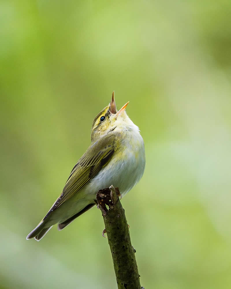Bird Photography by Anskar Lenzen