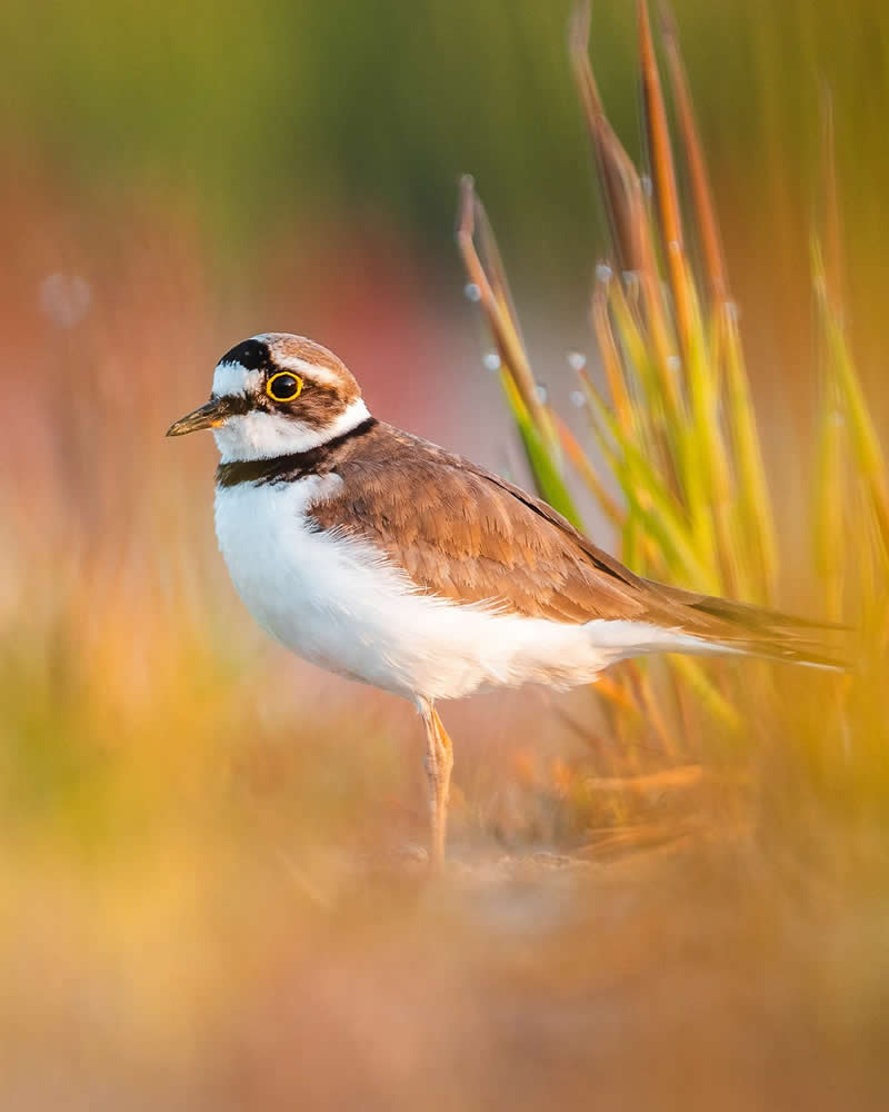 Bird Photography by Anskar Lenzen