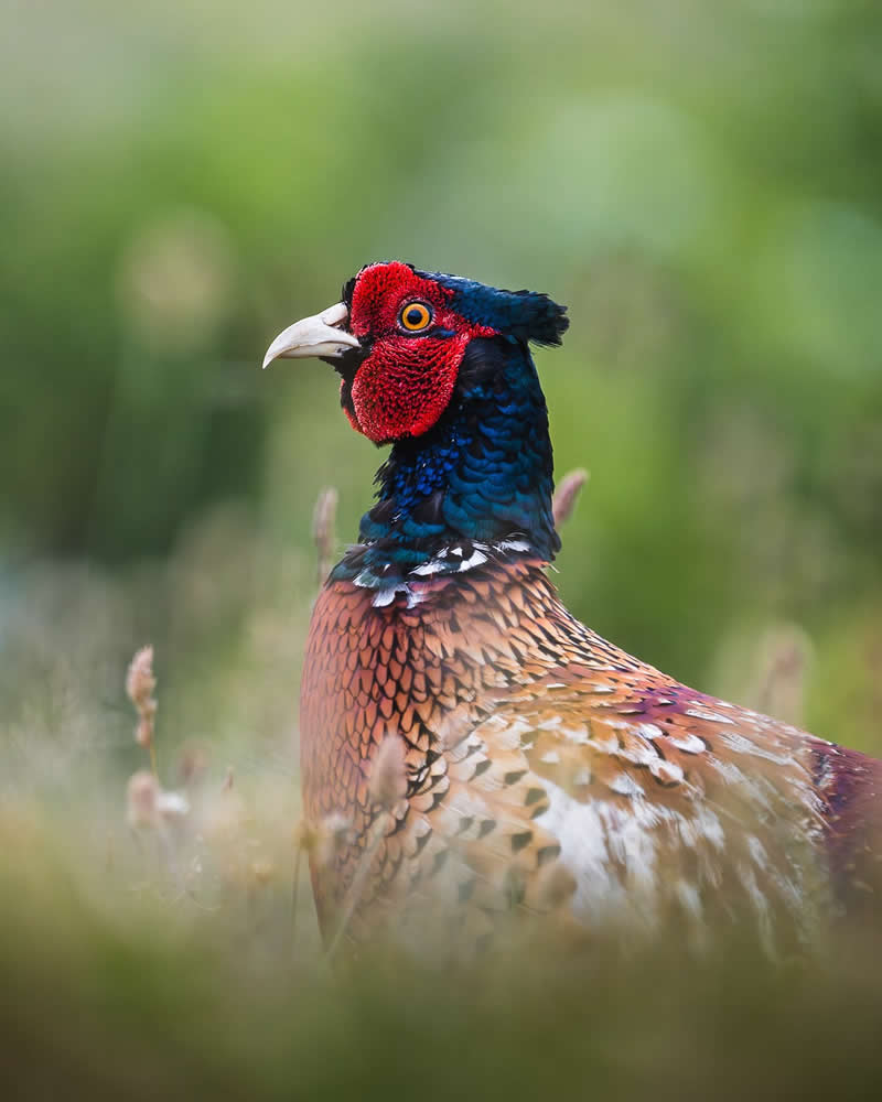 Bird Photography by Anskar Lenzen