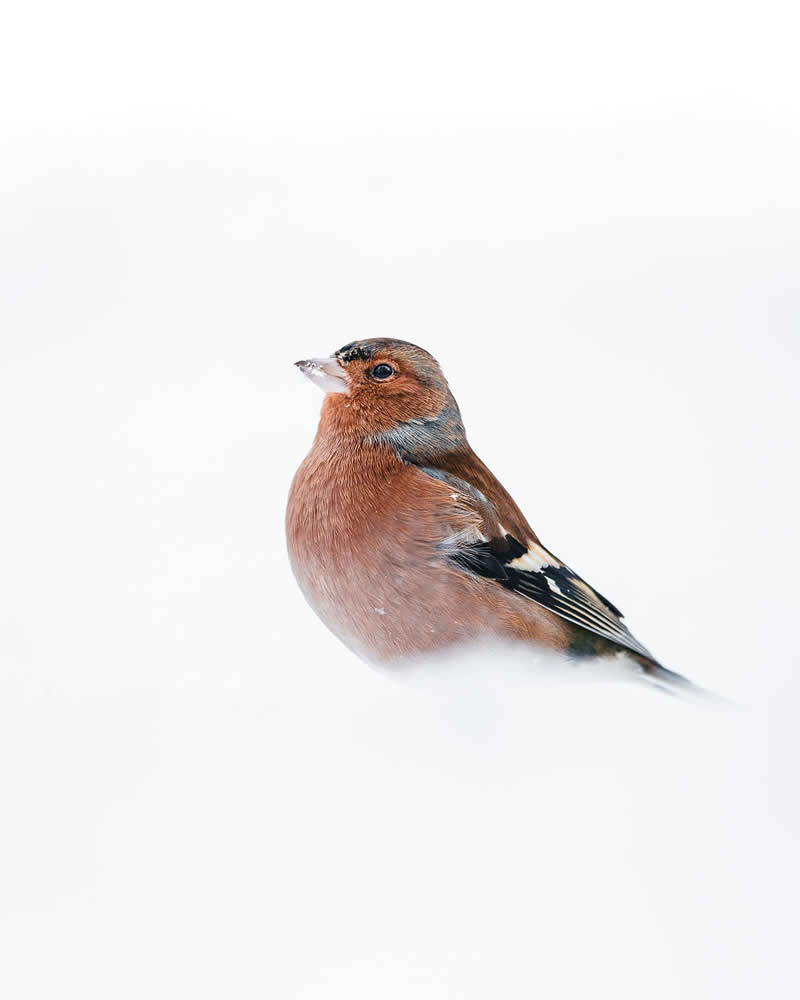 Bird Photography by Anskar Lenzen