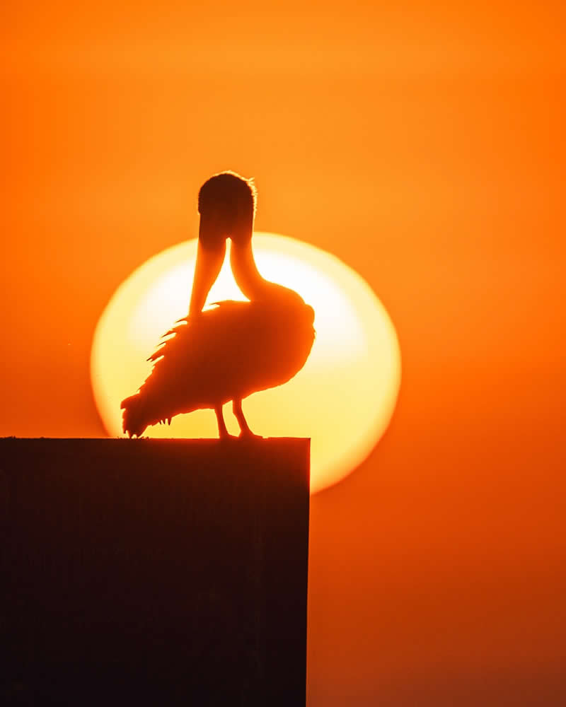 Bird Photography by Anskar Lenzen