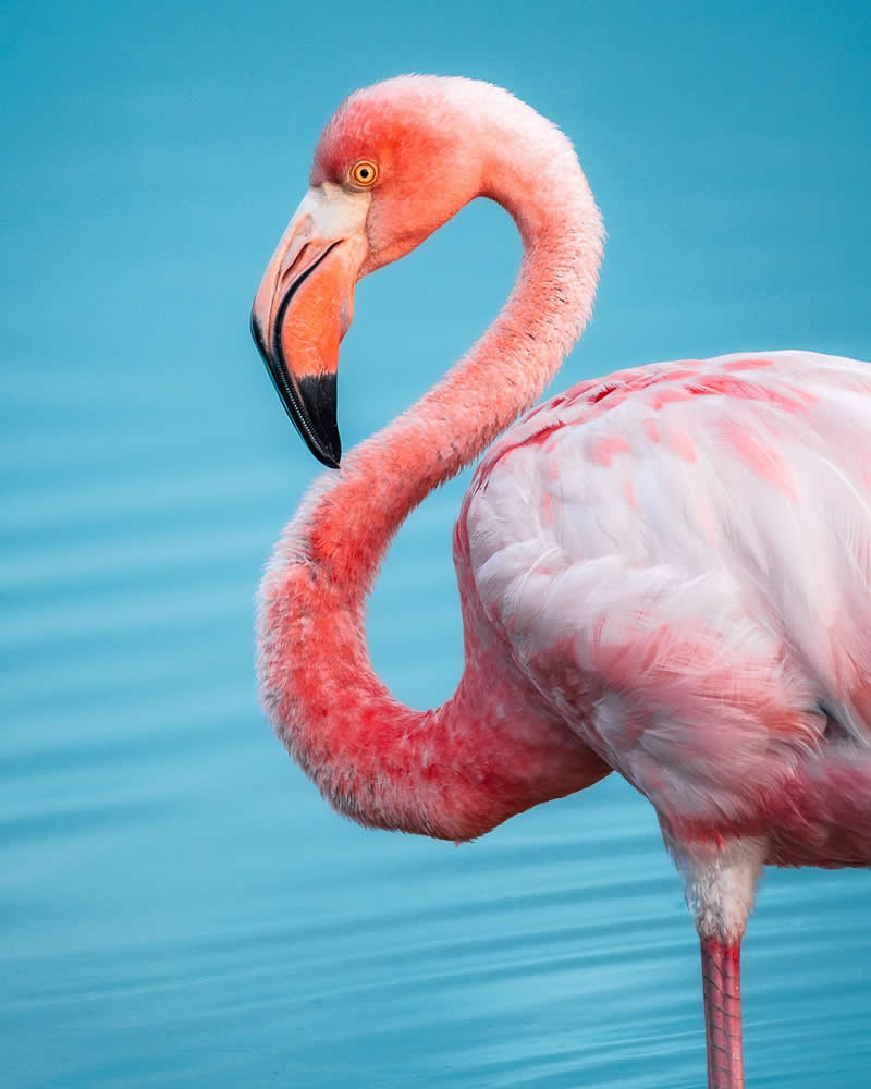 Bird Photography by Anskar Lenzen