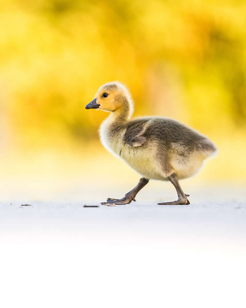 Bird Photography by Anskar Lenzen