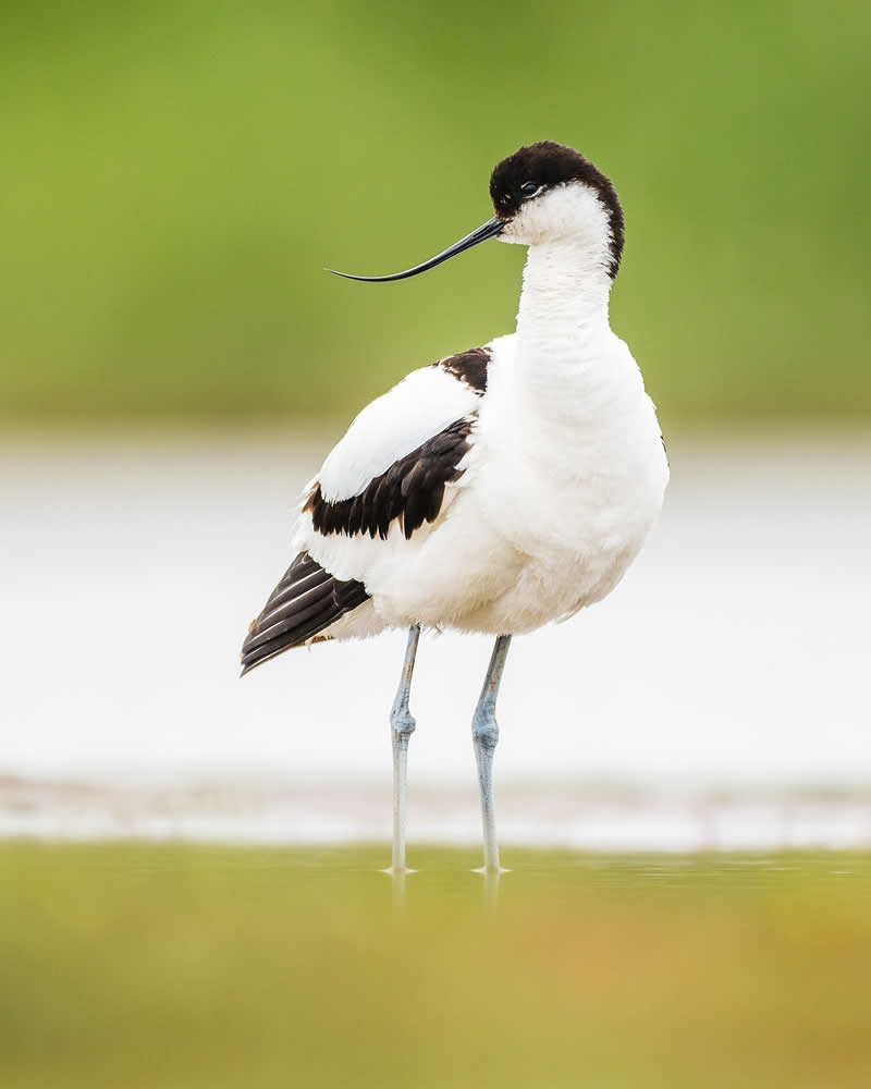 Bird Photography by Anskar Lenzen