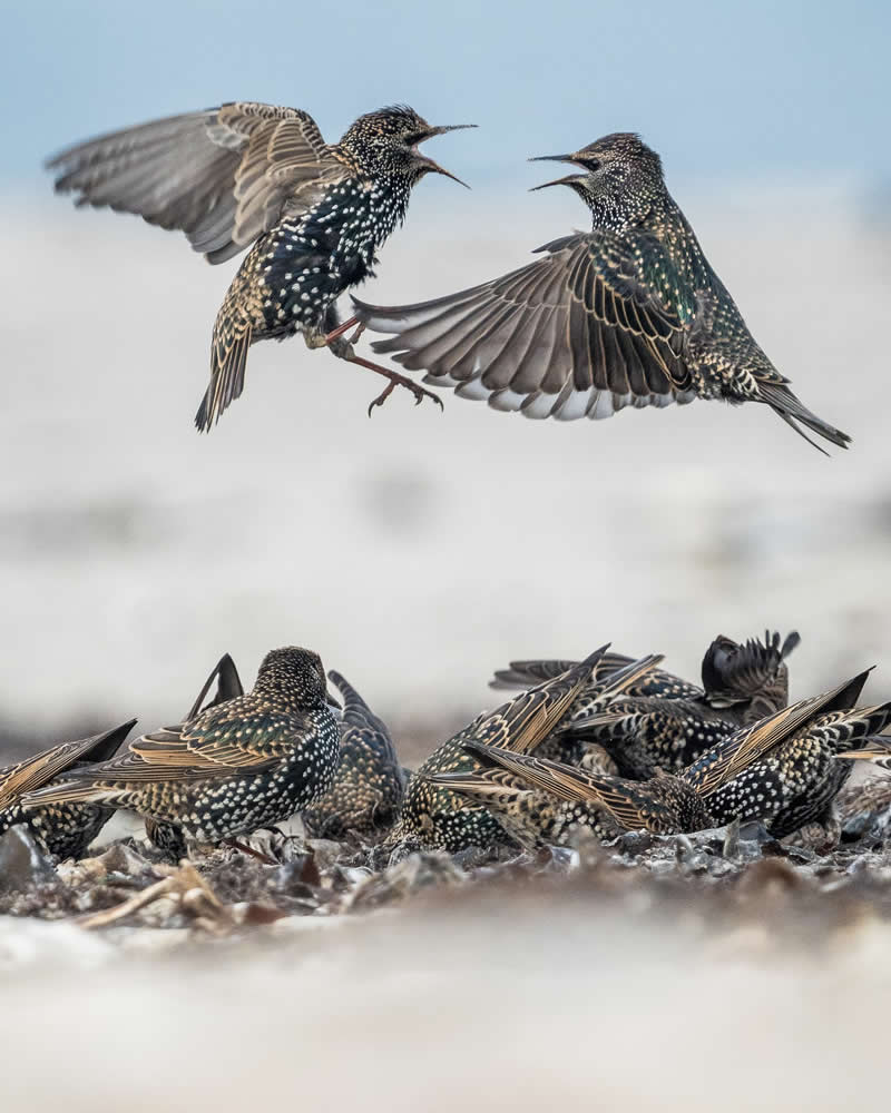Bird Photography by Anskar Lenzen