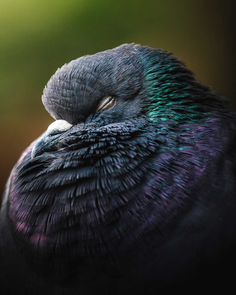 Bird Photography by Anskar Lenzen