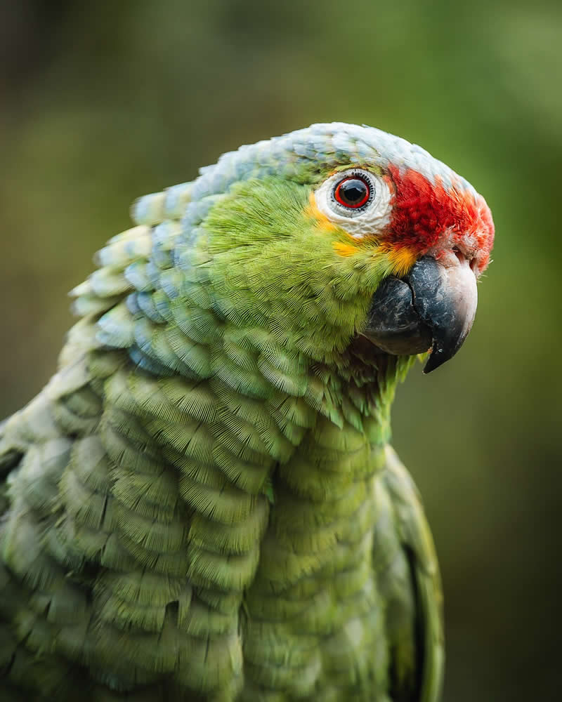 Bird Photography by Anskar Lenzen