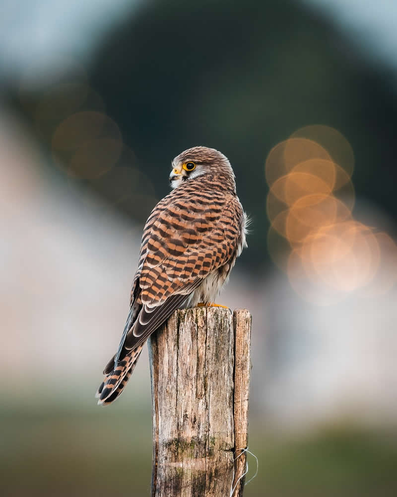 Bird Photography by Anskar Lenzen