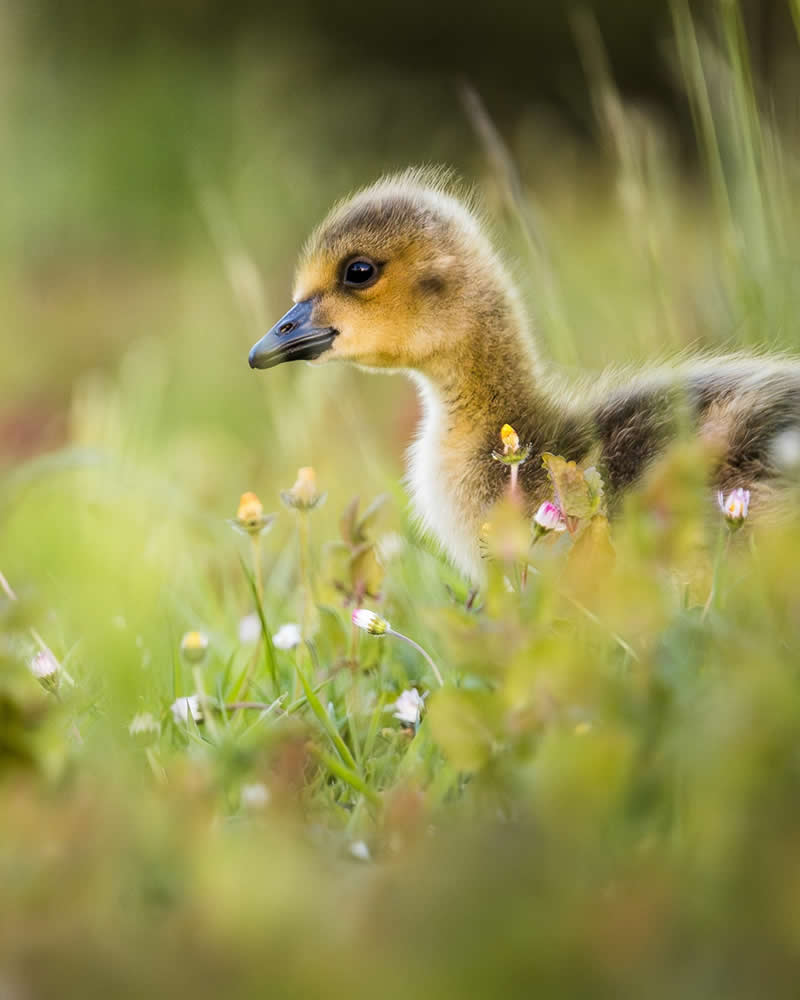 Bird Photography by Anskar Lenzen