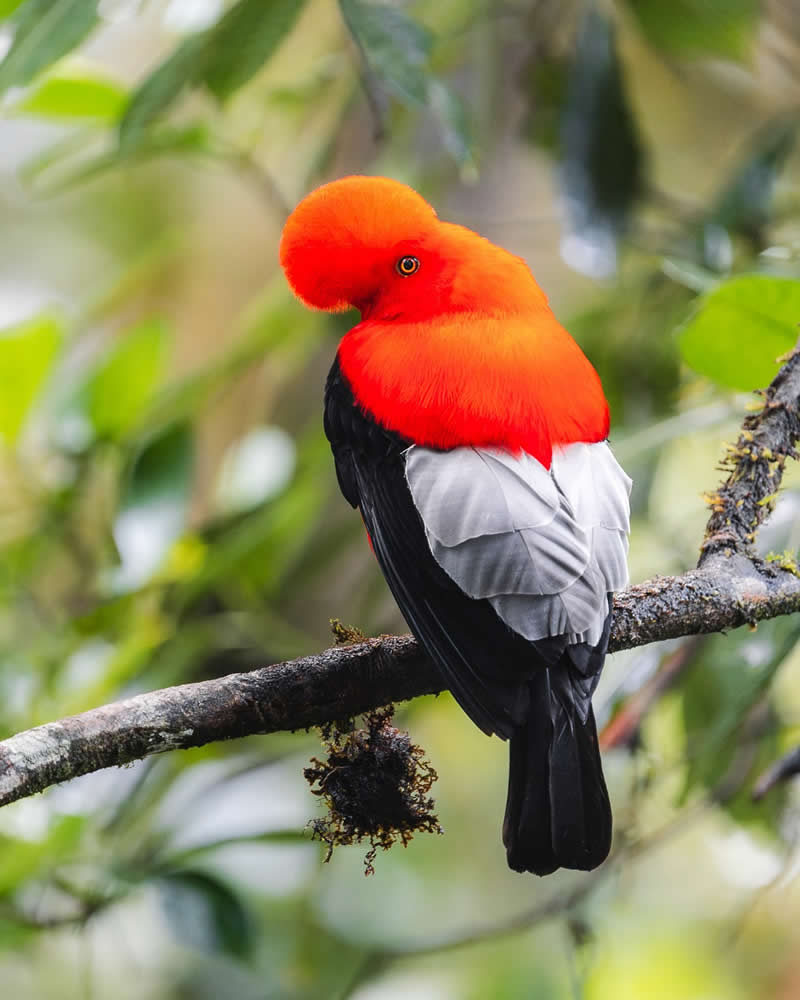Bird Photography by Anskar Lenzen