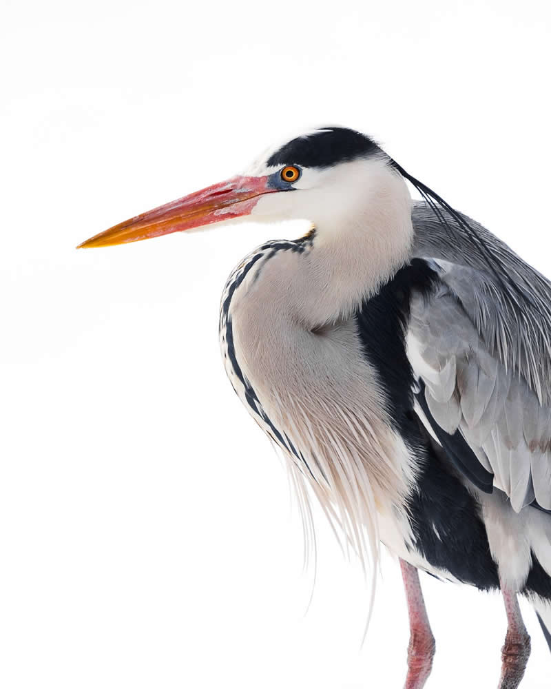 Bird Photography by Anskar Lenzen