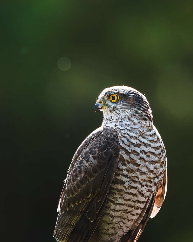 Bird Photography by Anskar Lenzen