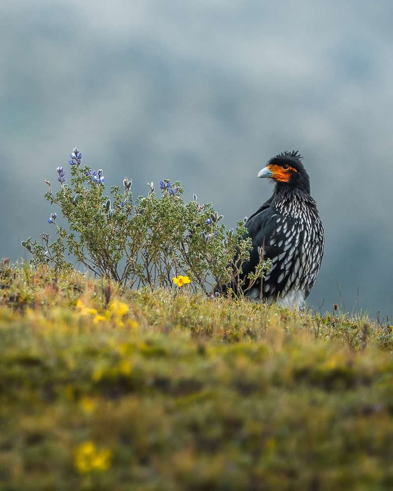 Bird Photography by Anskar Lenzen