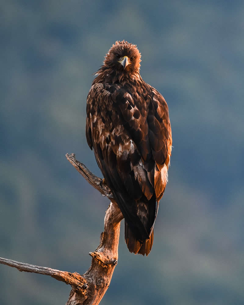 Bird Photography by Anskar Lenzen