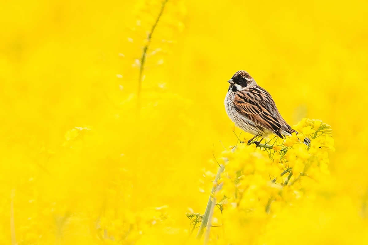 30 Mesmerizing Bird Photos by Anskar Lenzen That Showcase Nature in Its Full Glory