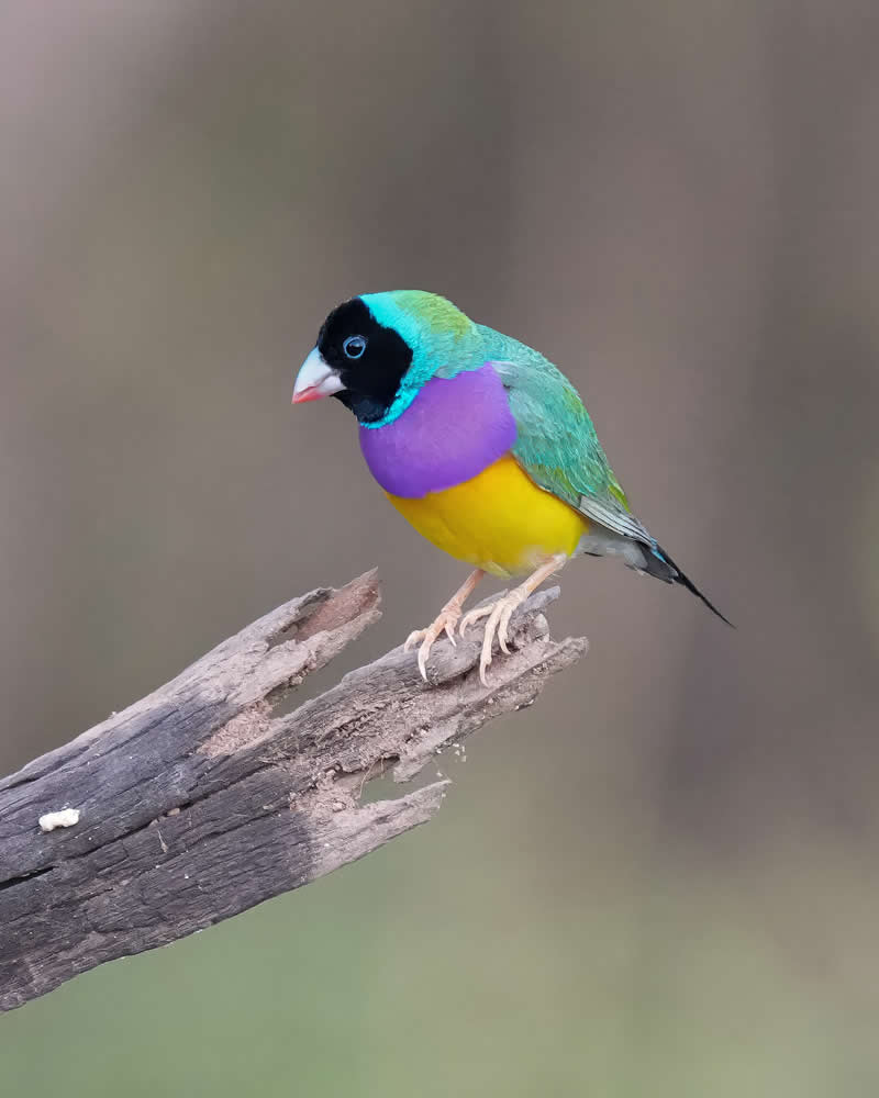 Australian Bird Photography by Darren Stephens
