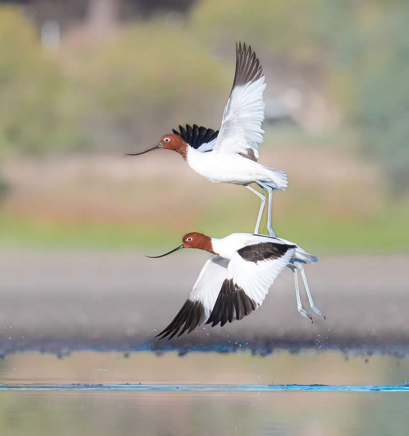 Australian Bird Photography by Darren Stephens