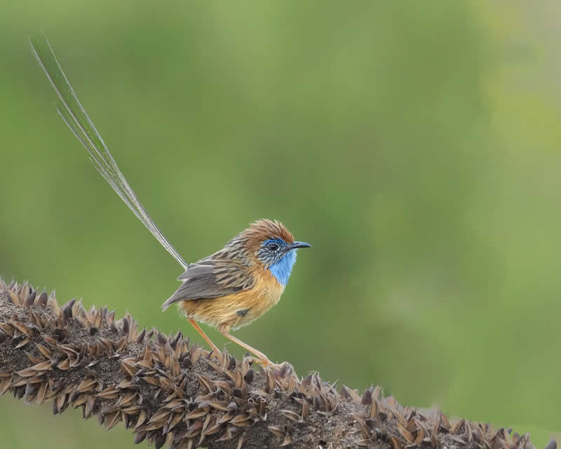 Australian Bird Photography by Darren Stephens