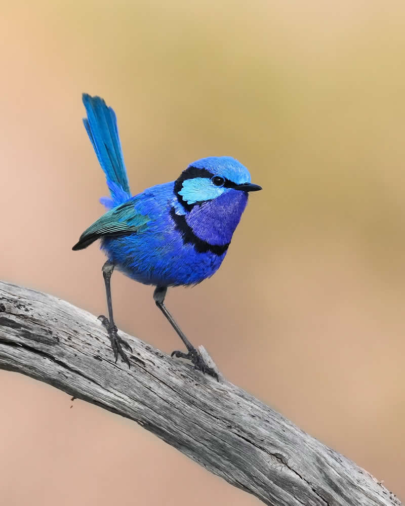 Australian Bird Photography by Darren Stephens