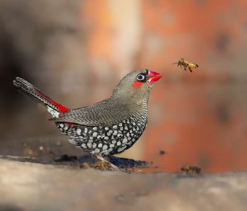 Australian Bird Photography by Darren Stephens