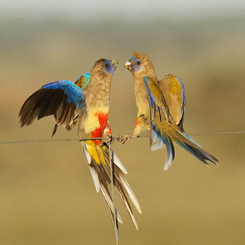 Australian Bird Photography by Darren Stephens